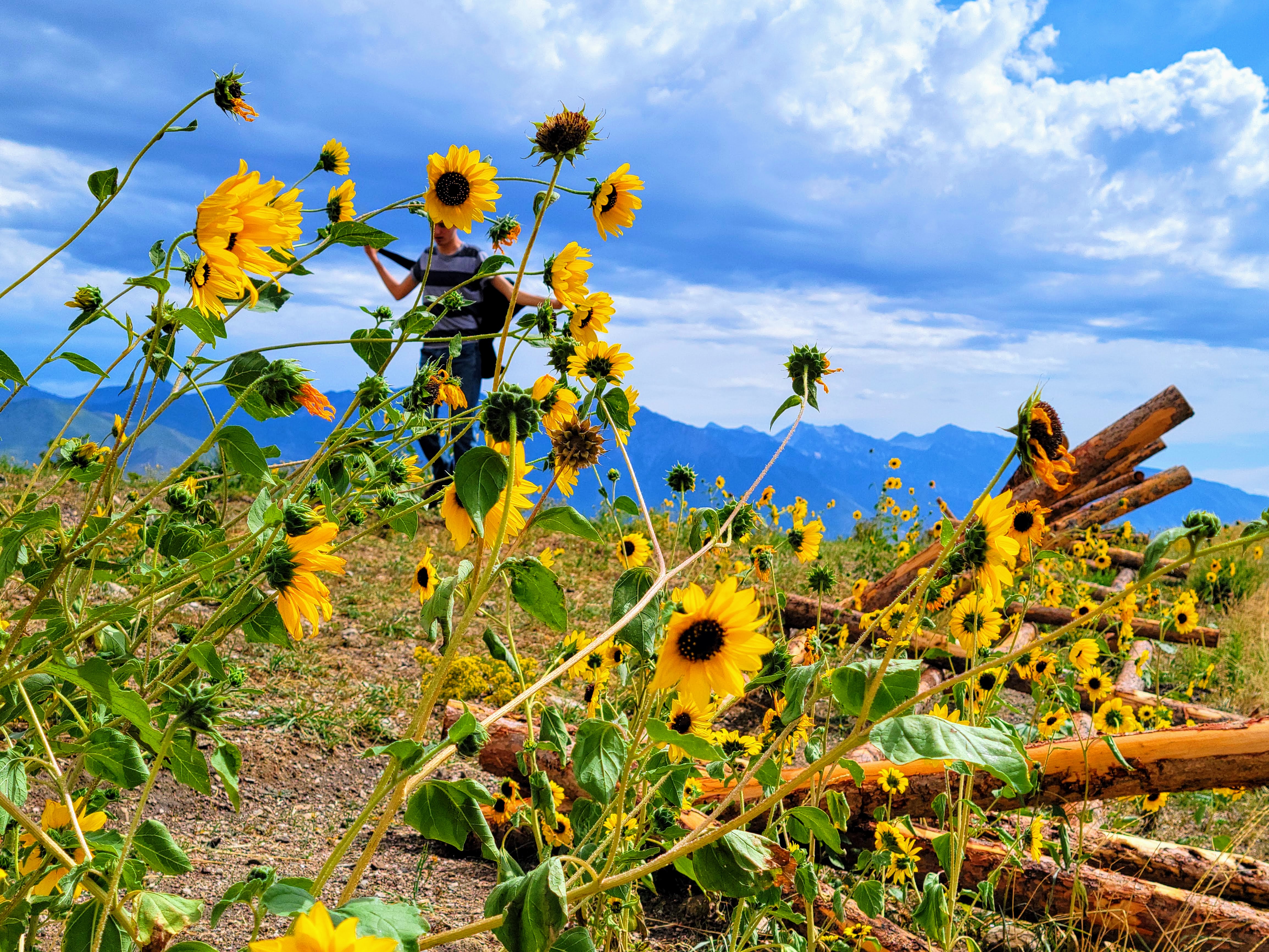 Sunflower in Mountain Meadow